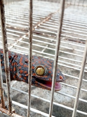 Gekko gecko