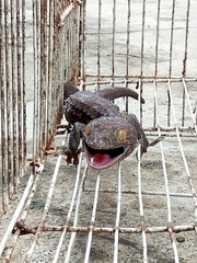 Gekko gecko