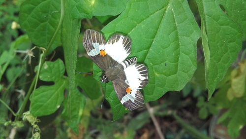 Orange-spotted Skipper