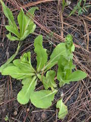 Carphephorus odoratissimus