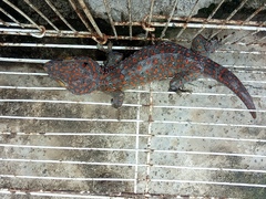 Gekko gecko