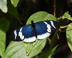 Heliconius eleuchia