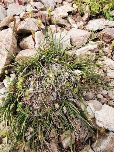 Carex andina (Carex andina)