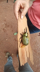 Dynastes hyllus