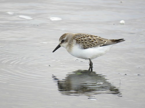 Semipalmated Sandpiper
