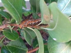 Euploea core corinna