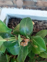 Euploea core corinna