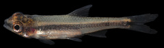 Notropis chalybaeus