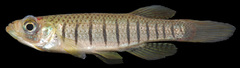 Fundulus lineolatus