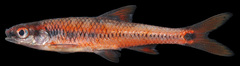 Notropis maculatus