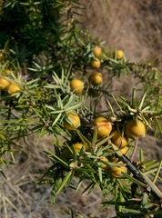 Juniperus oxycedrus