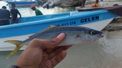 Elagatis bipinnulata