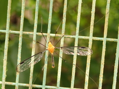 Aurotipula clara