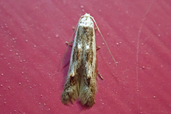 Blastodacna