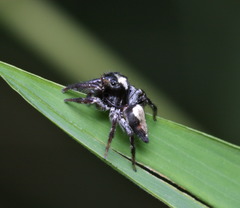 Ptocasius strupifer