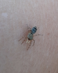 Cosmophasis