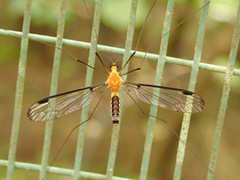 Aurotipula clara