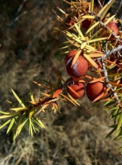 Juniperus oxycedrus
