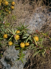 Juniperus oxycedrus