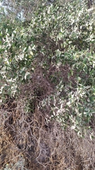 Colliguaja odorifera