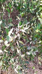 Colliguaja odorifera