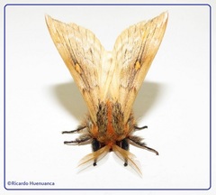 Ormiscodes amphimone