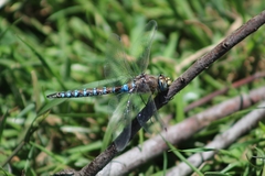 Rhionaeschna diffinis