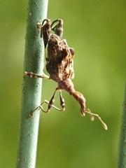 Stephanorhynchus lawsoni