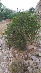 Colliguaja odorifera