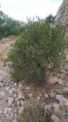 Colliguaja odorifera