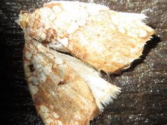 Gabala argentata