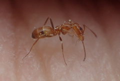 Forelius pruinosus