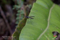 Tanypezidae