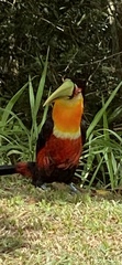 Ramphastos dicolorus