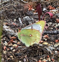 Colias vauthierii