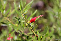 Eremophila decipiens
