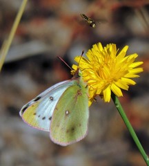 Colias vauthierii