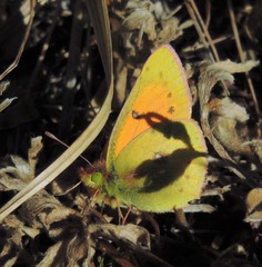 Colias vauthierii