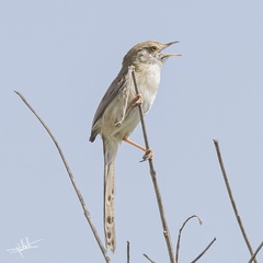 Prinia lepida