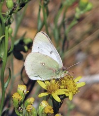 Colias vauthierii