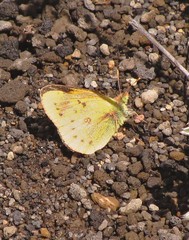 Colias vauthierii