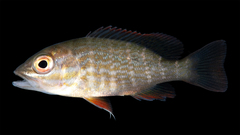 Mutton Snapper photo 4