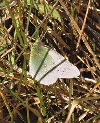Colias vauthierii