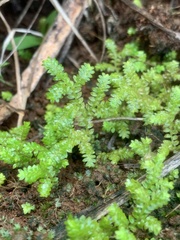 Selaginella ciliaris