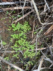 Selaginella ciliaris