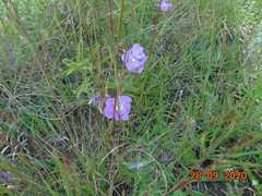 Agalinis peduncularis