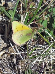 Colias vauthierii