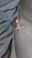 Sceloporus clarkii boulengeri