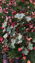 Magnoliopsida