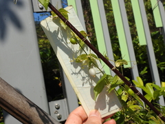 Zehneria japonica
